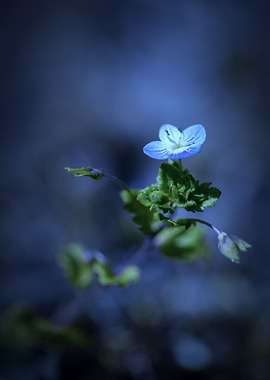 Little blue flower, macro