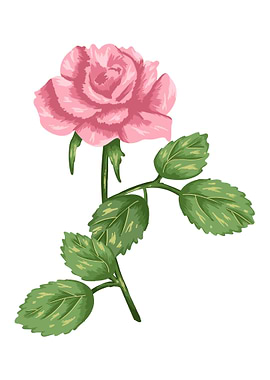 Rose Pink Botanical Art