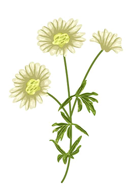 Daisy Botanical Art