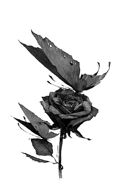 BLACK ROSE 01