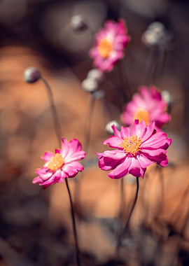 Pink anemone, garden,macro