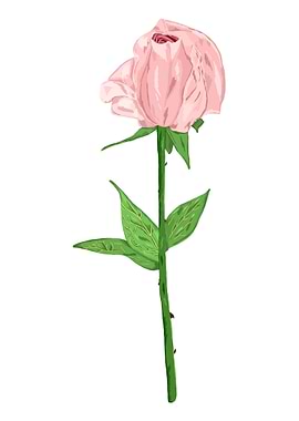 Rose Pink Botanical Art