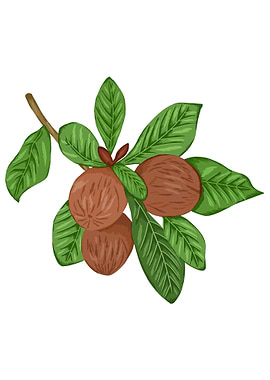 Shea Plant Botanical Art