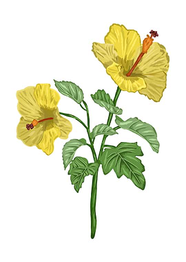 Yellow Hibiscus Botanical