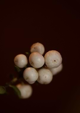 Symphoricarpos white fruit