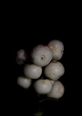 White symphoricarpos fruit