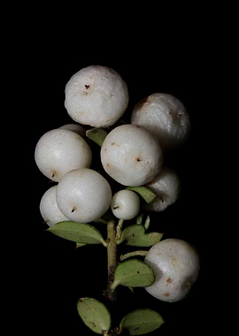 Symphoricarpos close up