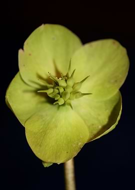 Helleborus flower close up