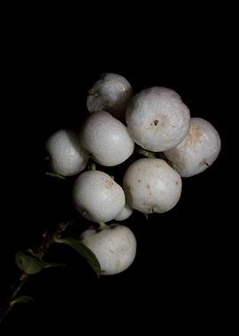 White symphoricarpos fruit