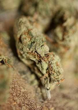 Cannabis sativa close up