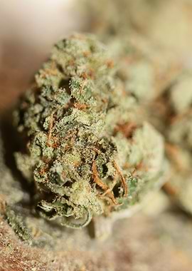 Super lemon haze weed bud