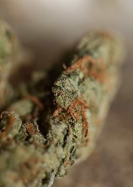 Super lemon haze close up