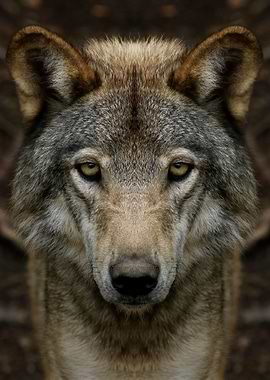 Timber wolf perfection