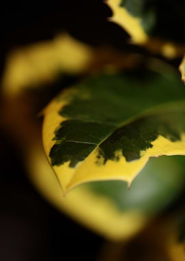 Ilex green leaves close up