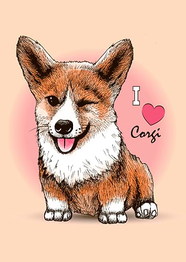 Corgi dog