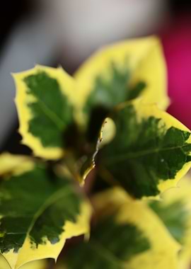 Ilex green leaves close up