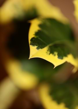 Ilex aquifolium close up