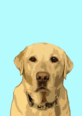 Labrador