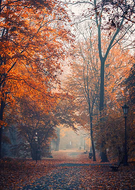 Autumn path, trees, forest