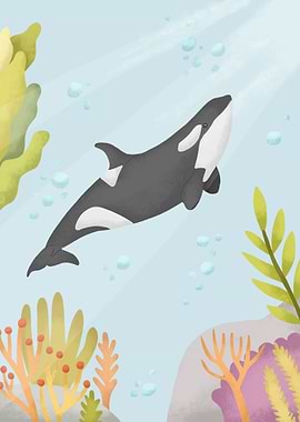 Killer Whale Animals
