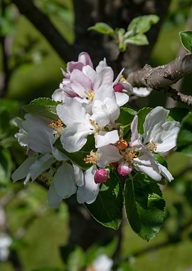 apple flower