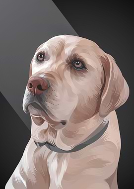 Labrador Retriever