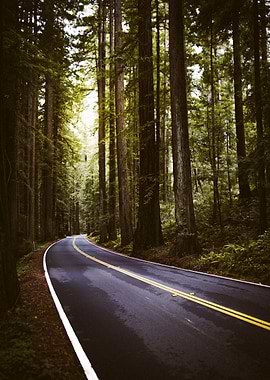 Avenue of the Giants