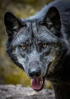 Happy wolf