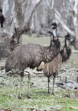 Emus of Baramh Forsest
