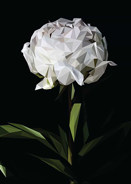 white rose