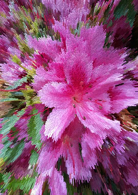 Exotic pink azalea pixels
