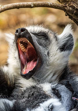 Tired Lemur