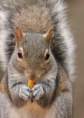 Eastern Gray Squirrel