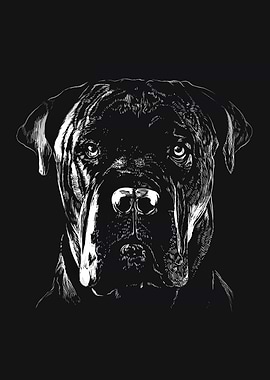 Cane corso dog