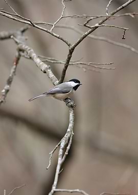Blackcapped Chickadee