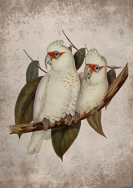 Long billed Cockatoo