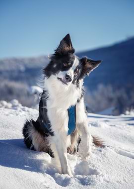 Dog, Border Collie, winter