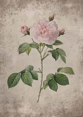 Vintage Pastel Pink Rose