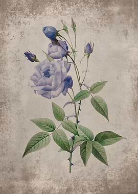 Vintage Blue Rose