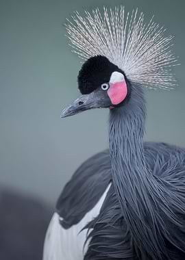 Black crowned Crane
