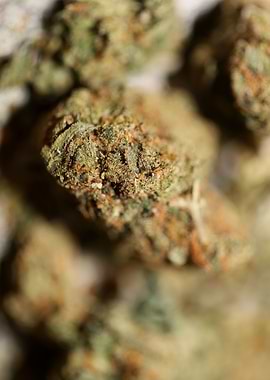 Marihuna dopamine close up