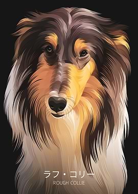 Rough Collie