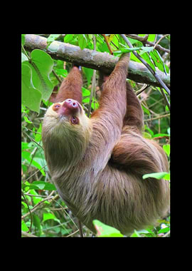 Sloth