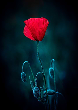 Red poppy portrait