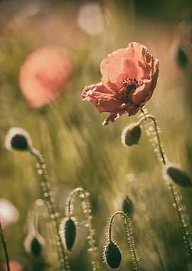 Red field poppies in glade