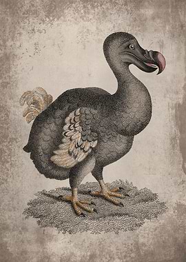 Extinct Dodo Bird