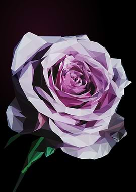 pink rose flower
