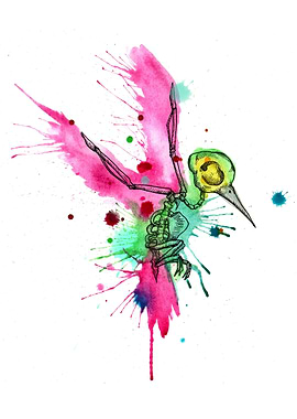 Rainbow Hummingbird