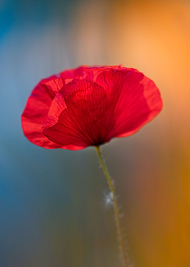 Rainbow poppy