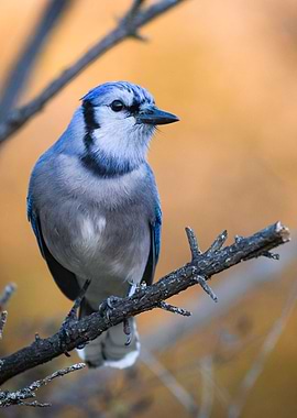 Blue Jay